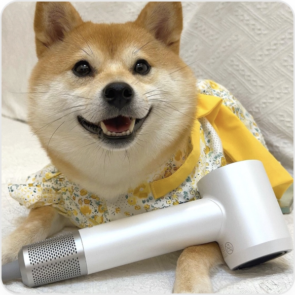 Dog hair dryer